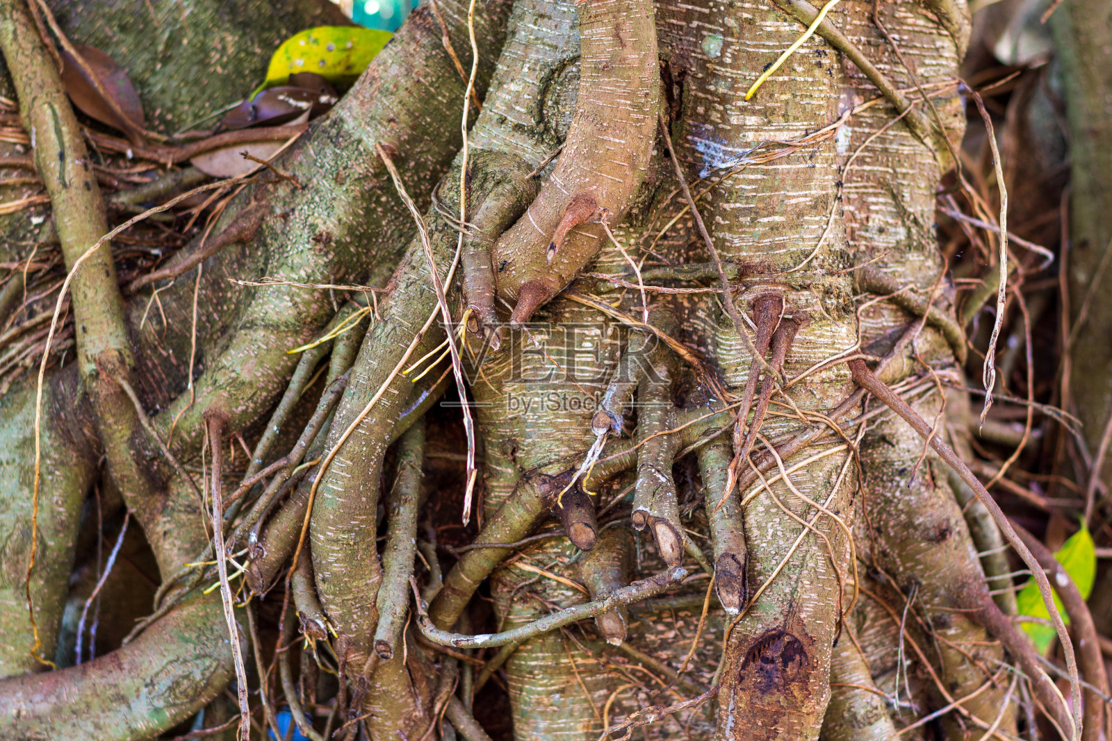 榕树的树干和树枝图片照片摄影图片