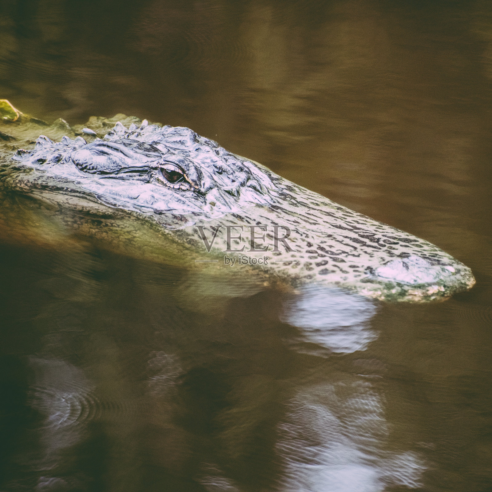 短吻鳄照片摄影图片
