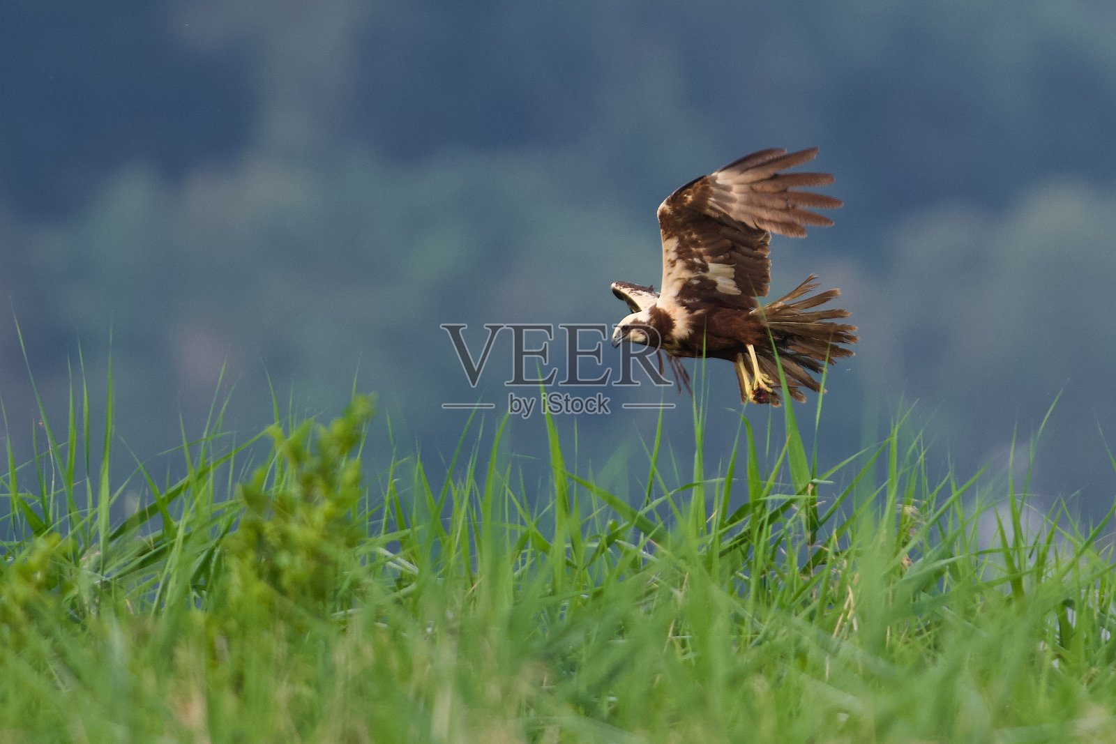 棕沼泽鹰在阿斯彭湖上方的天空照片摄影图片