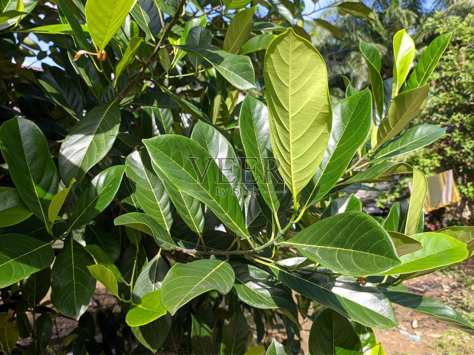 菠萝蜜(artocarpus heterophyllus)的叶子闭合照片摄影图片