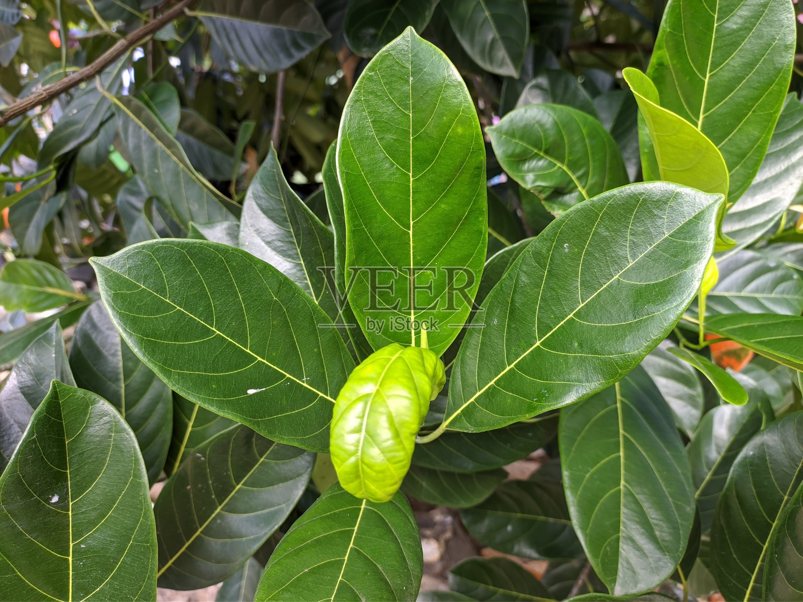 菠萝蜜(artocarpus heterophyllus)的叶子闭合照片摄影图片