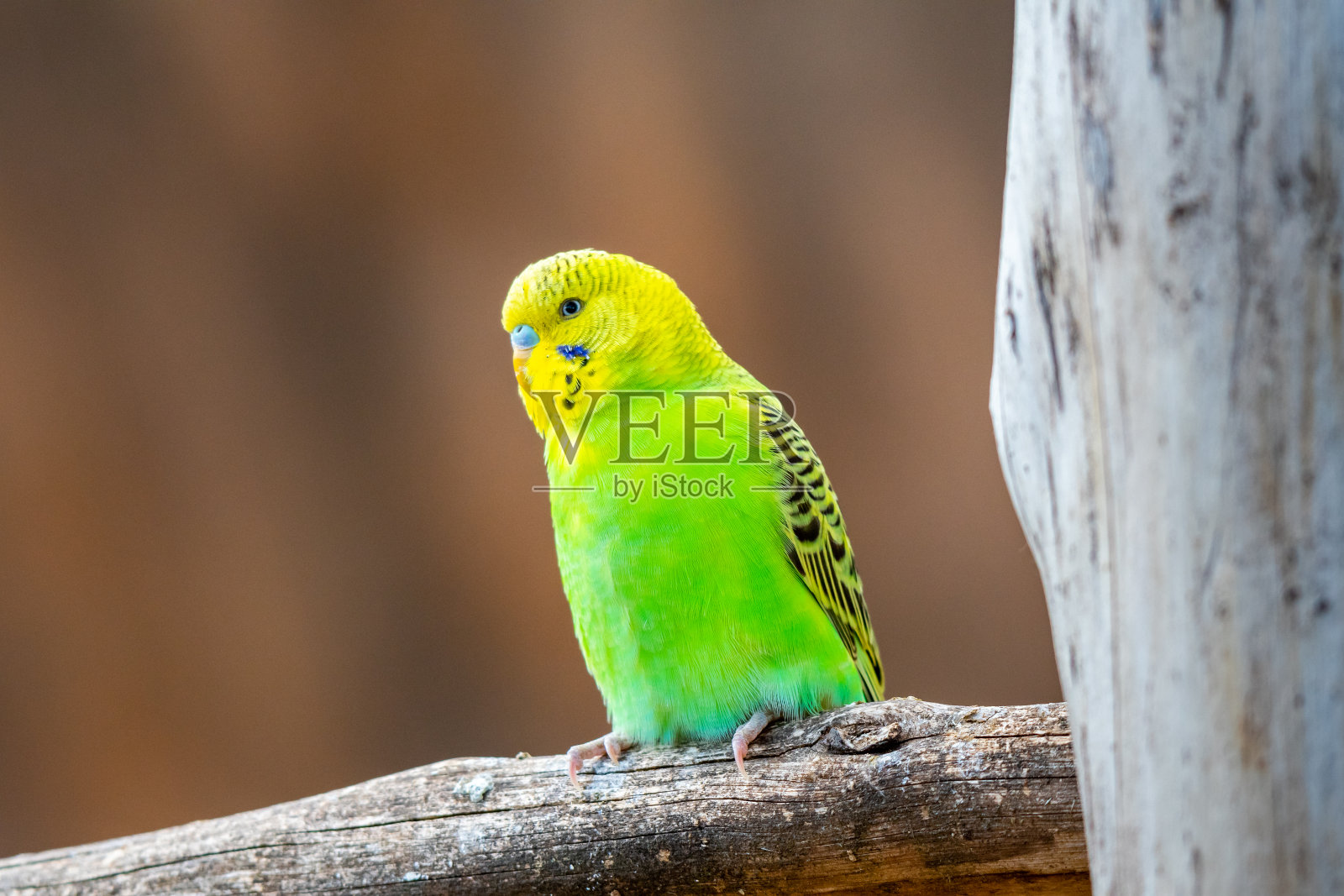 虎皮鹦鹉鸟(拉丁名Melopsittacus波状)。多色鸟是著名的宠物。照片摄影图片