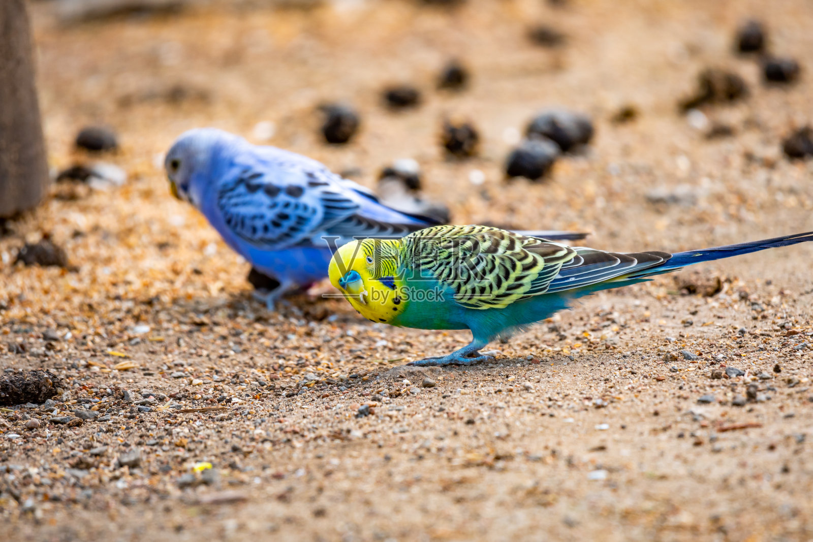 虎皮鹦鹉鸟(拉丁名Melopsittacus波状)。多色鸟是著名的宠物。照片摄影图片