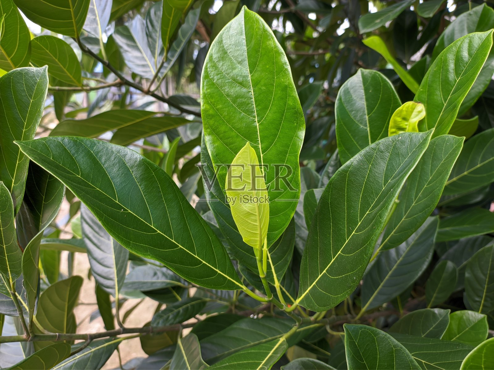 菠萝蜜(artocarpus heterophyllus)的叶子闭合照片摄影图片