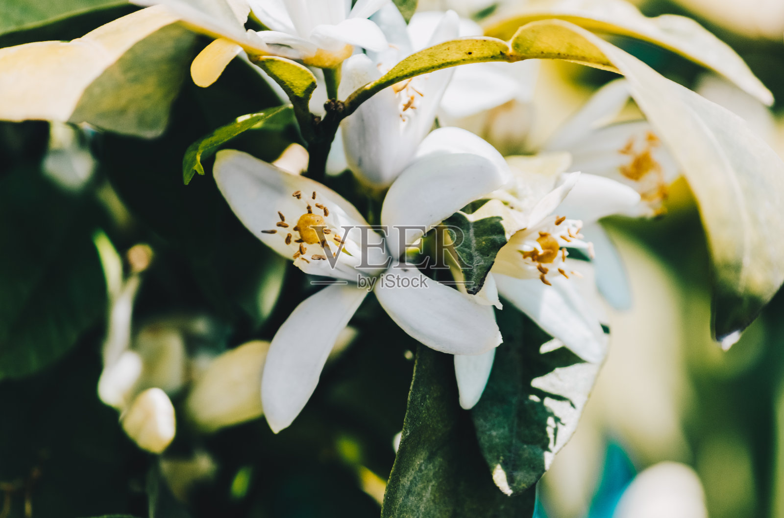 树上的苦橙花特写照片摄影图片