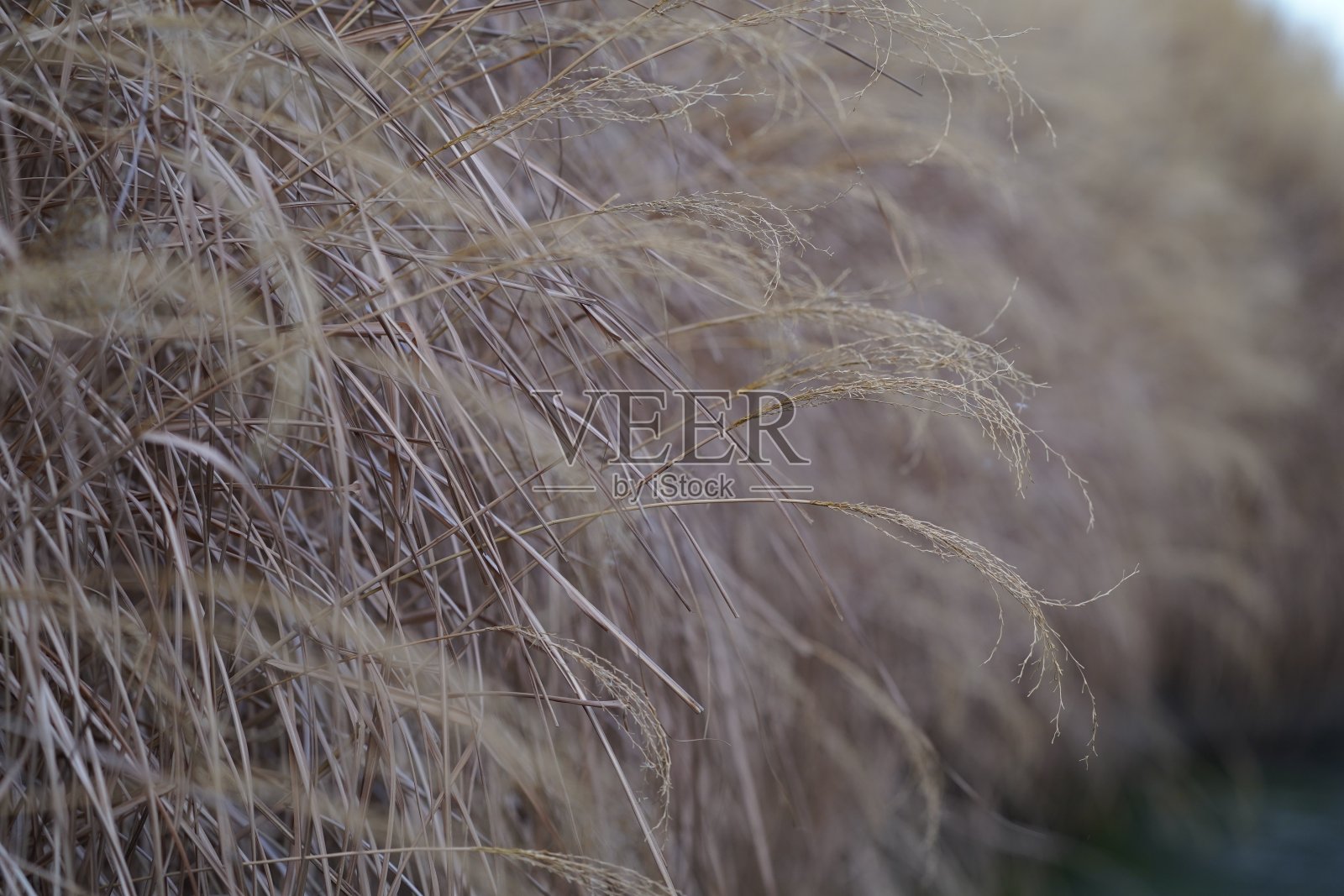 芒属植物的背景澳大利亚照片摄影图片