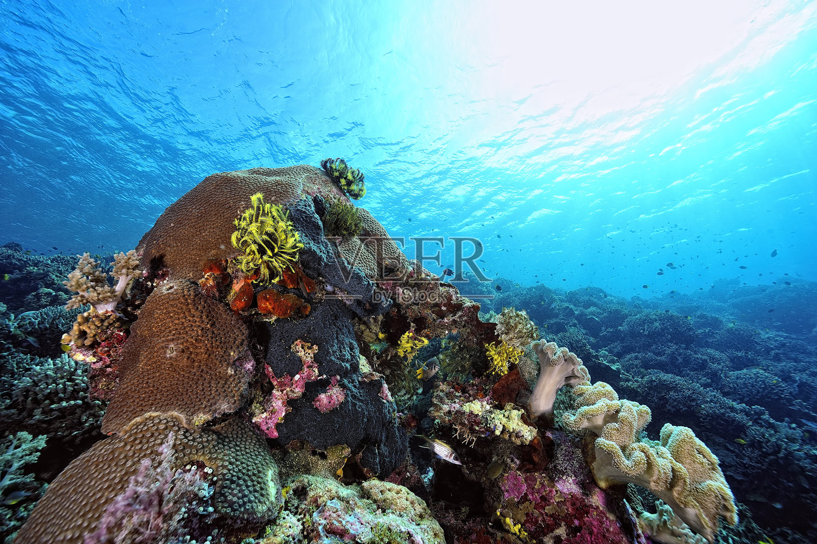 一幅美丽的健康珊瑚礁图片照片摄影图片