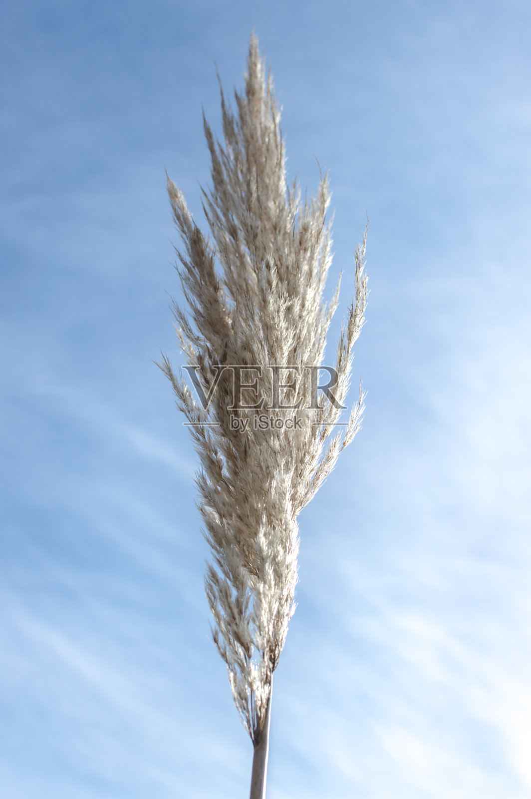 有天空背景的植物喷粉器照片摄影图片