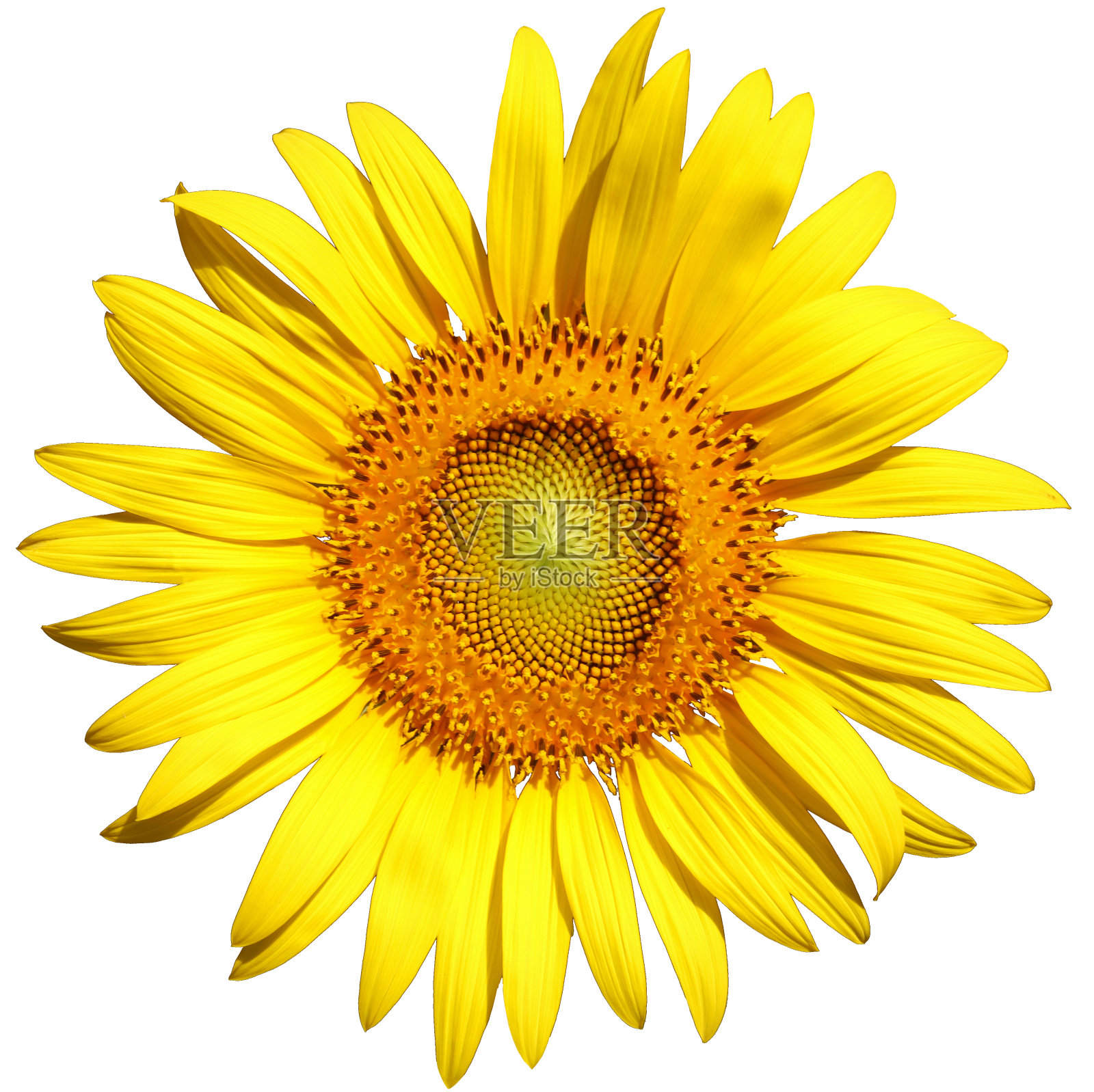 向日葵。孤立的白色背景与剪辑路径照片摄影图片