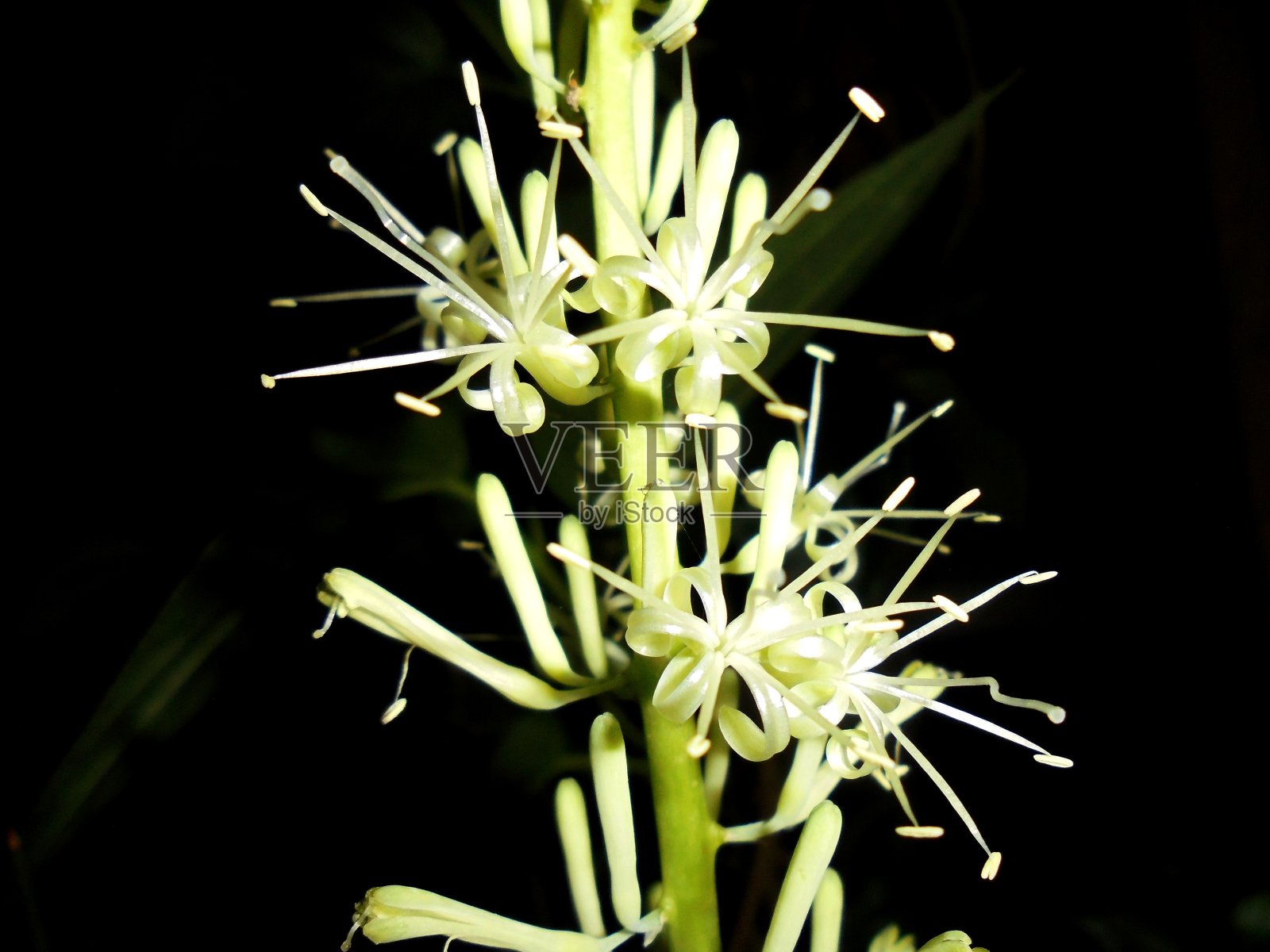 桑塞维里亚照片摄影图片