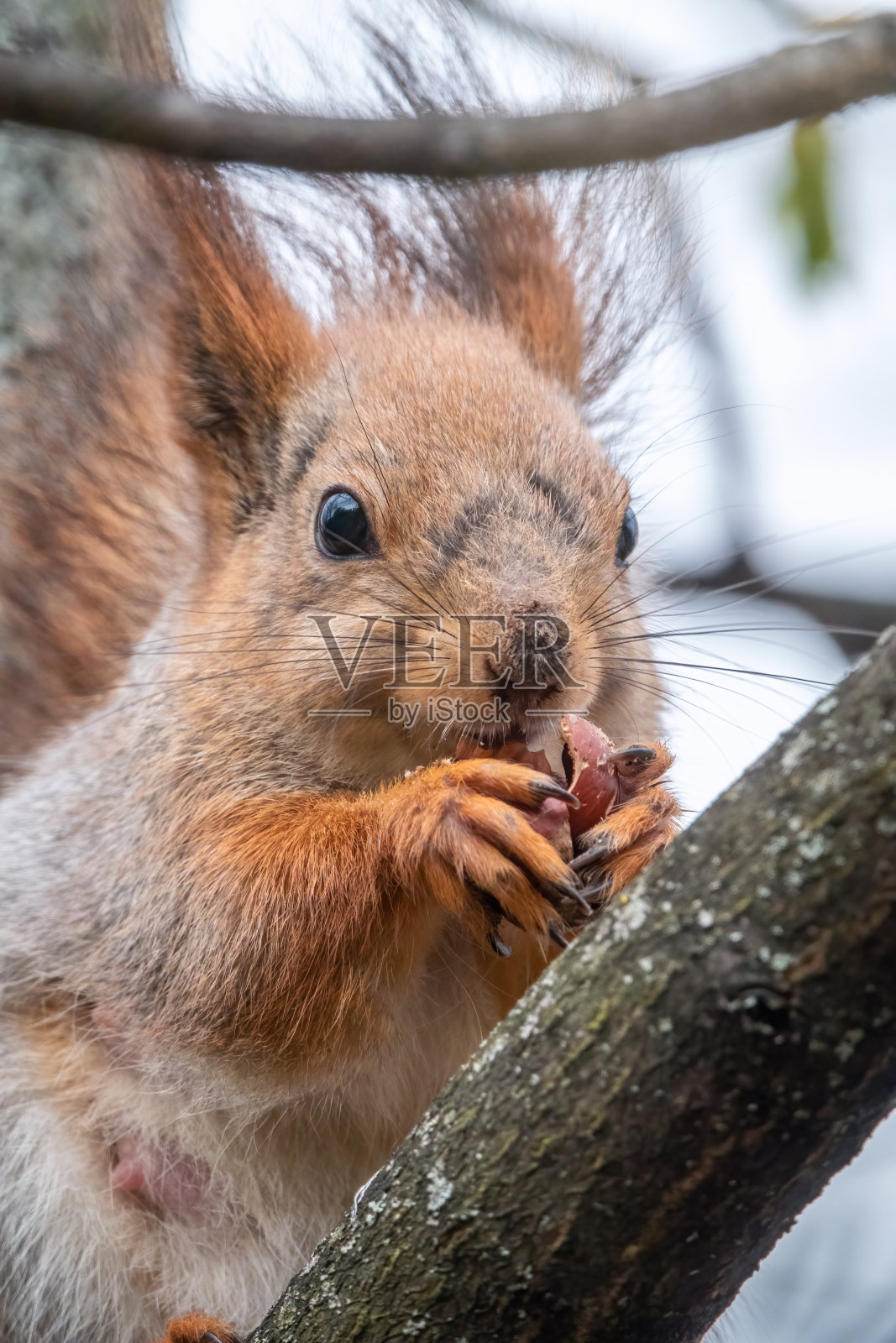春天或夏天，长着坚果的松鼠会坐在树枝上。特写松鼠的肖像照片摄影图片