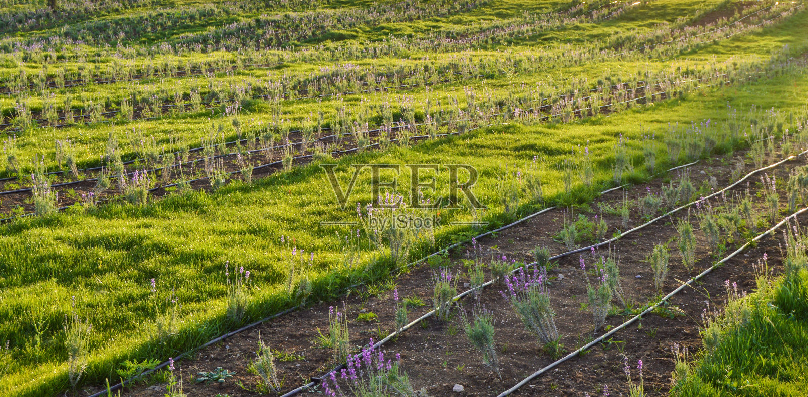 俄罗斯克里米亚的薰衣草田灌溉系统，为薰衣草幼苗浇水照片摄影图片