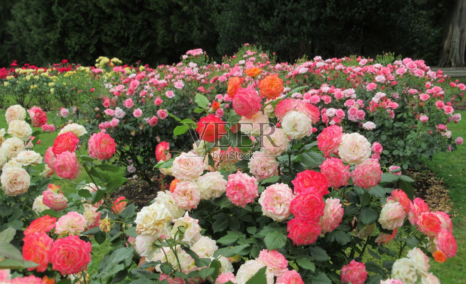 美丽的鲜艳多彩的花园喜悦花和粉红色的玫瑰盛开在夏天照片摄影图片