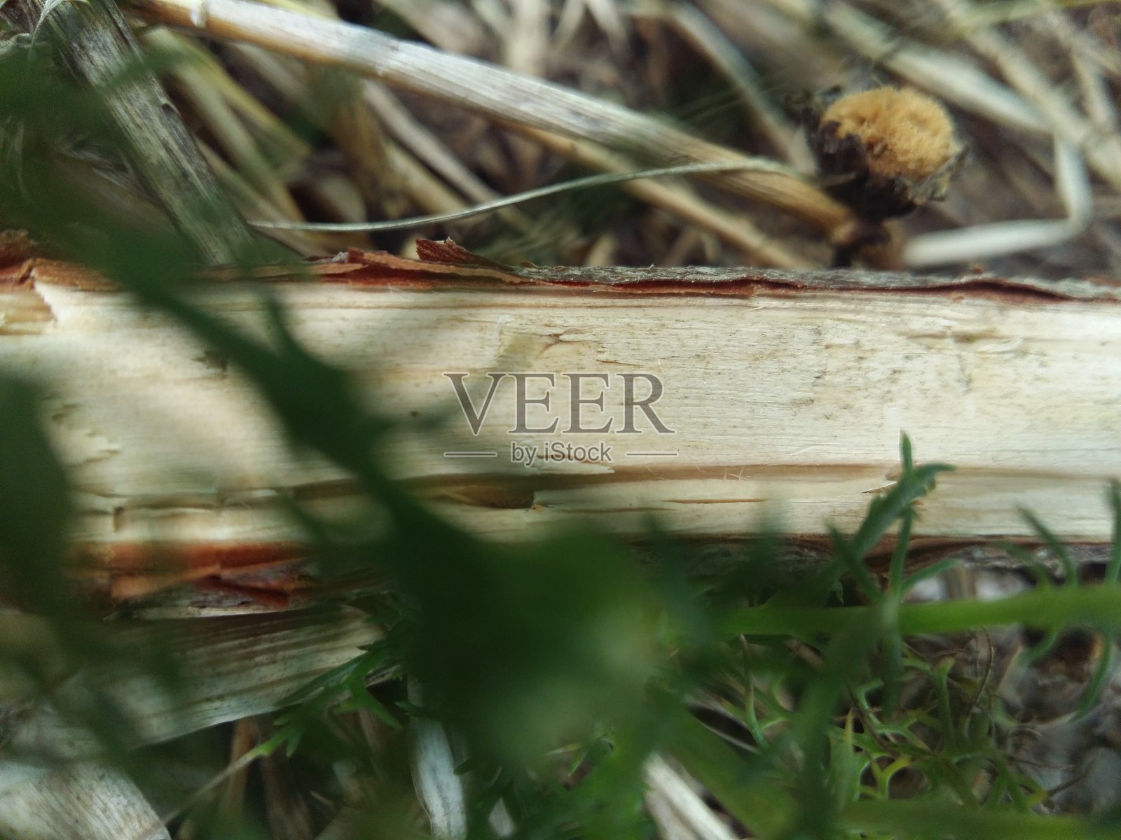 草地上的细枝照片摄影图片