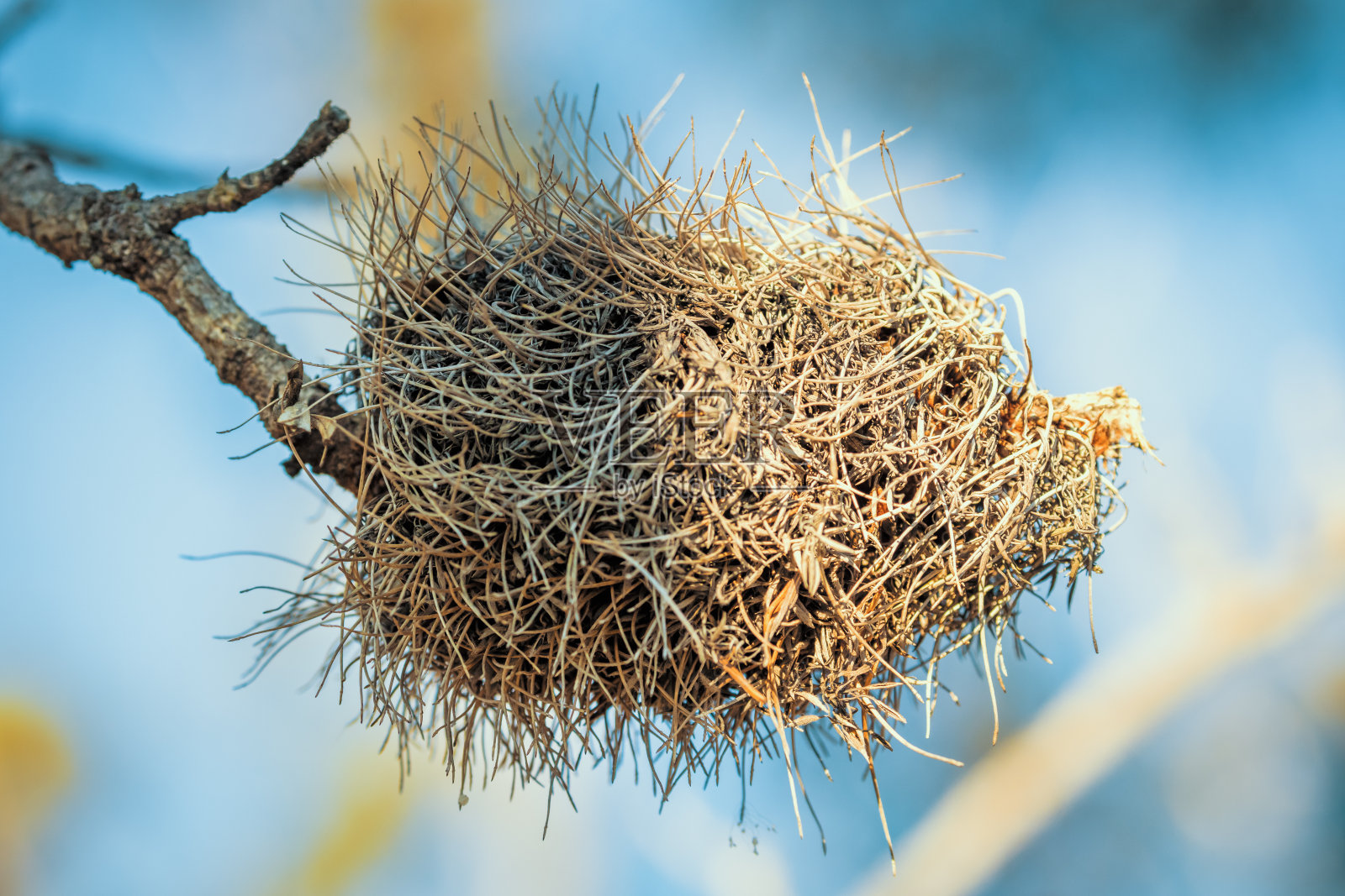 一张死的班克斯花和植物的照片，由于森林火灾在澳大利亚地区照片摄影图片