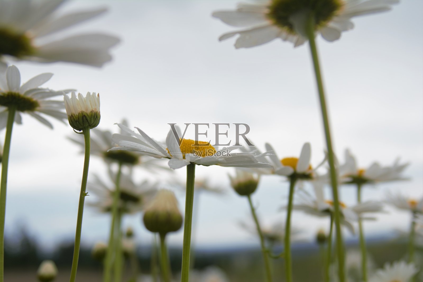 雨中的野雏菊照片摄影图片