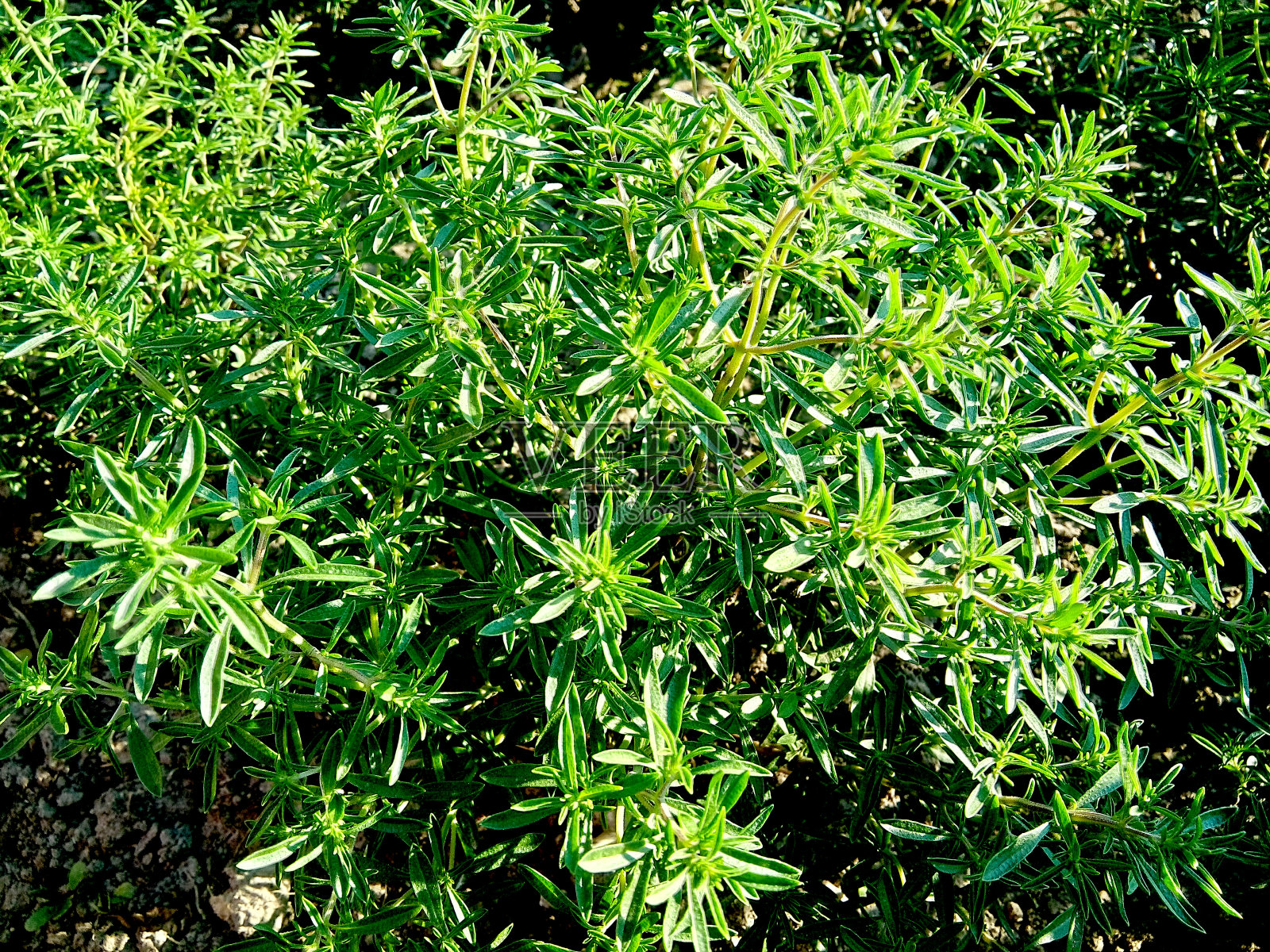 花园里种着百里香照片摄影图片