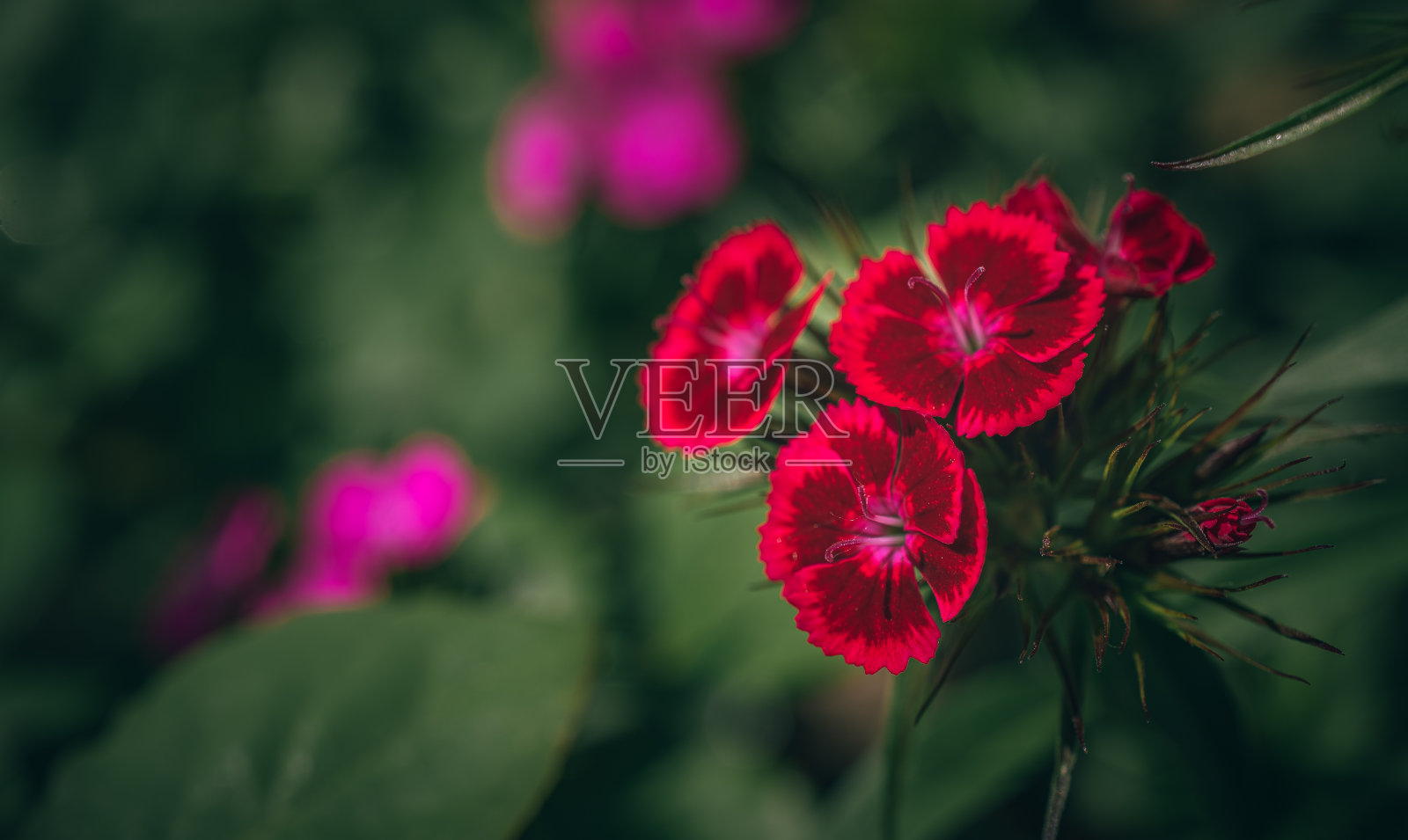 花园的花照片摄影图片