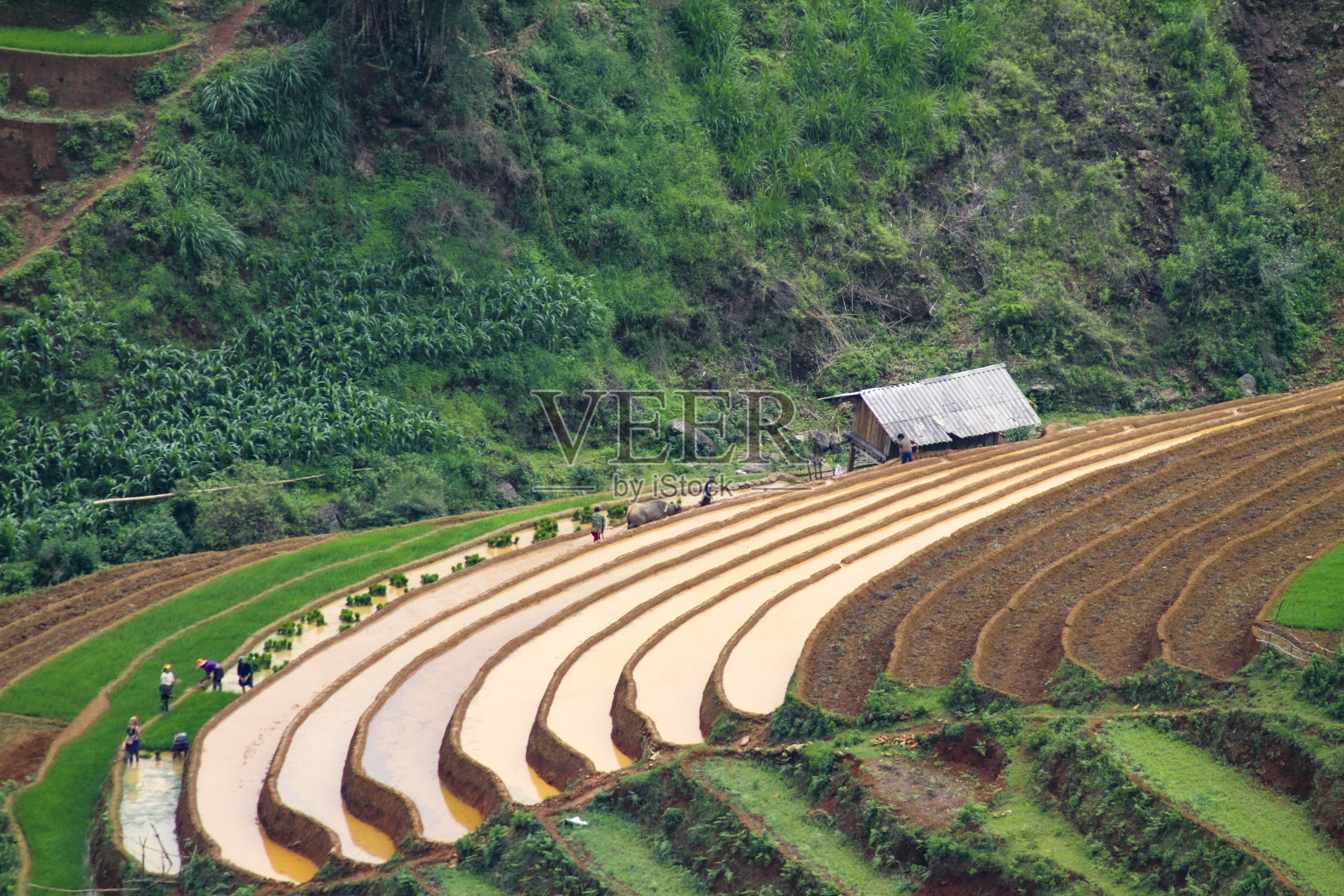 越南的木仓寨，有水的稻田照片摄影图片