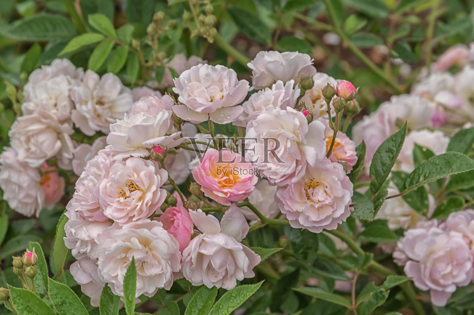 阿恩特。精选各种精致玫瑰用于公园、花园、花坛、镶边、装饰照片摄影图片