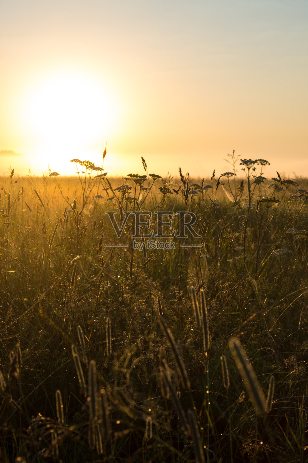 地平线上的日出和高草的剪影照片摄影图片