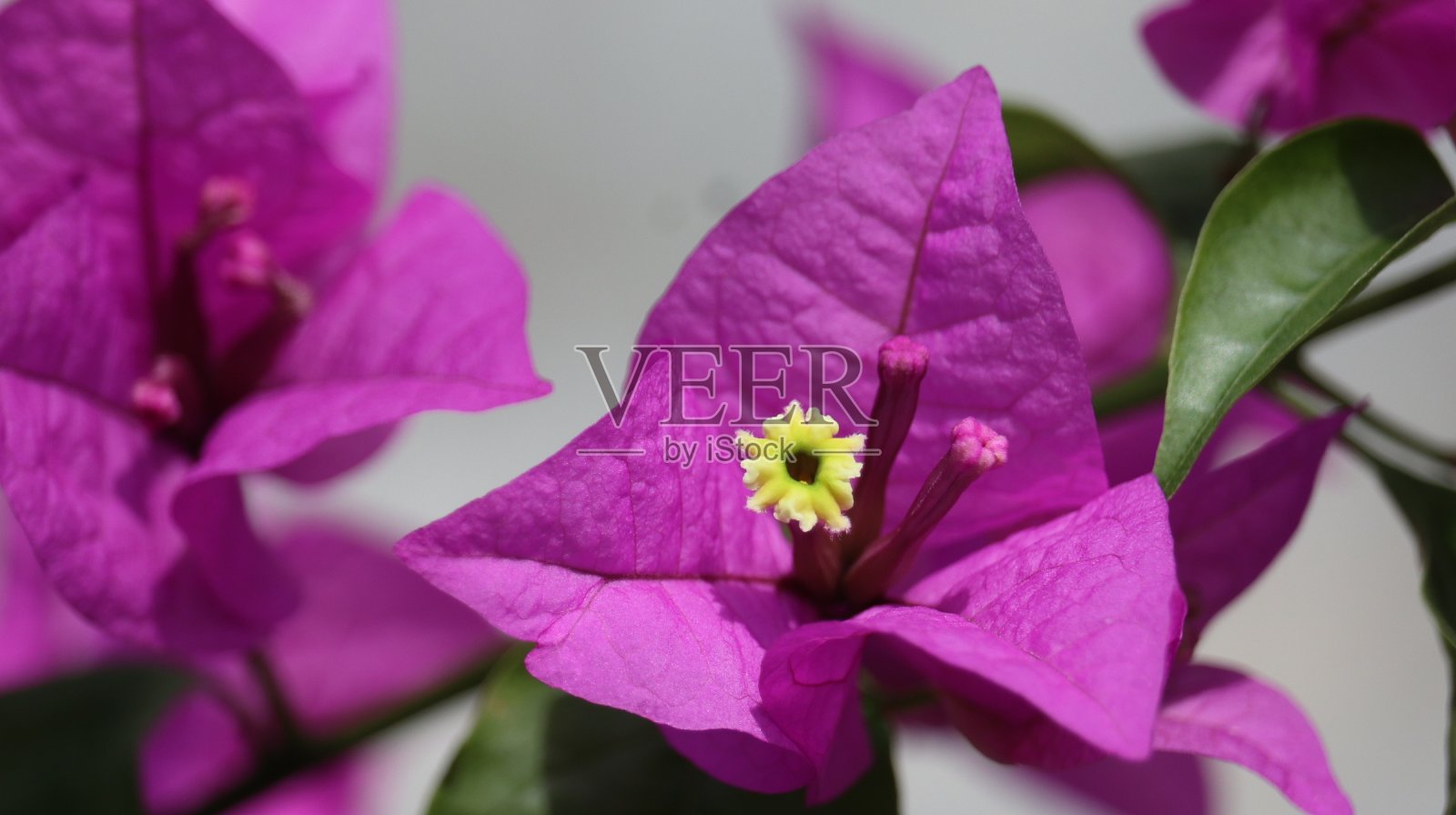 紫色布根维拉照片摄影图片