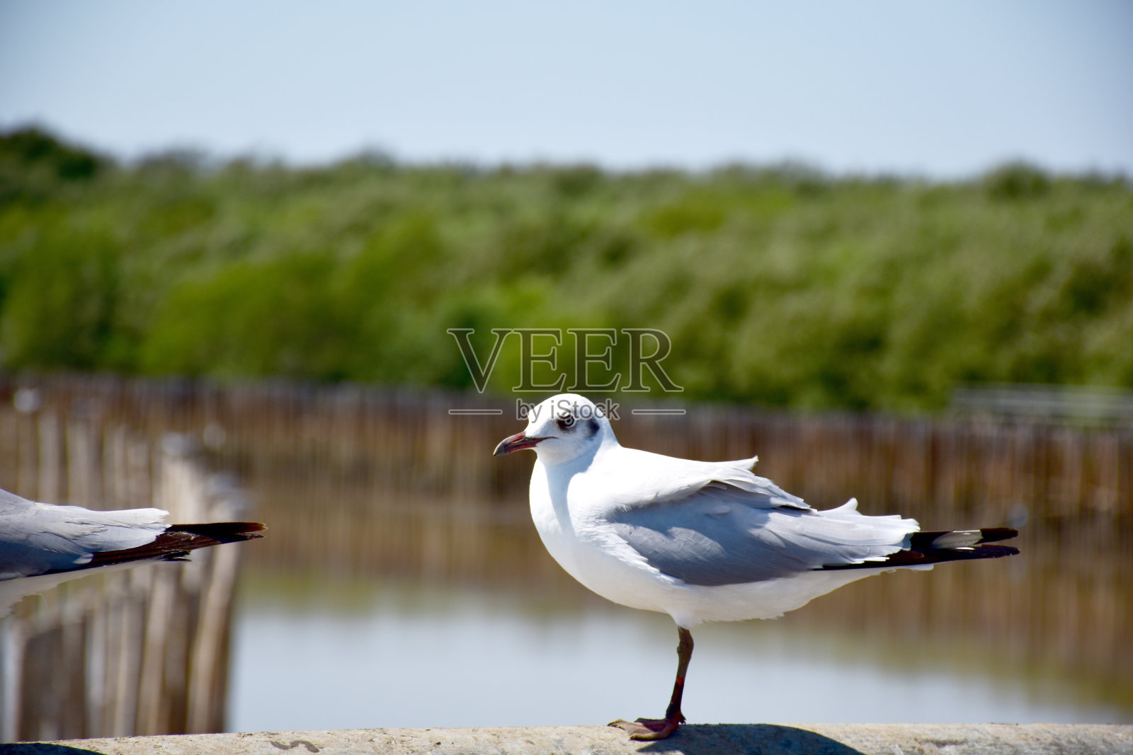 海鸥坐在桥边照片摄影图片