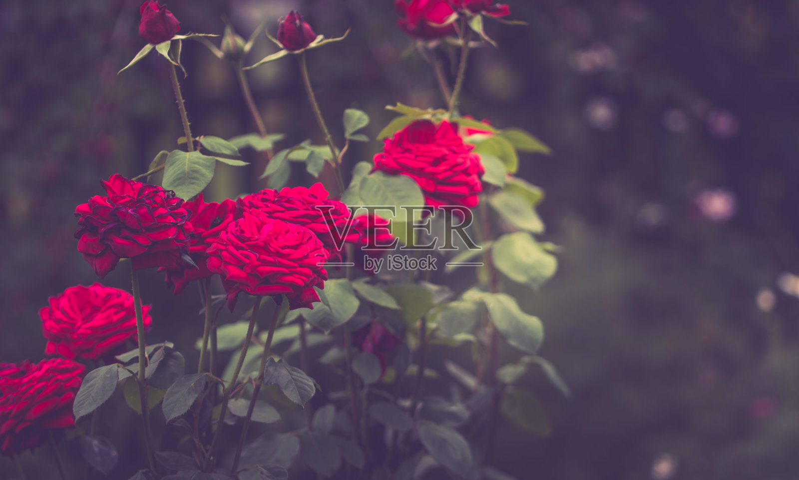 夏日花园背景，复古效果照片摄影图片