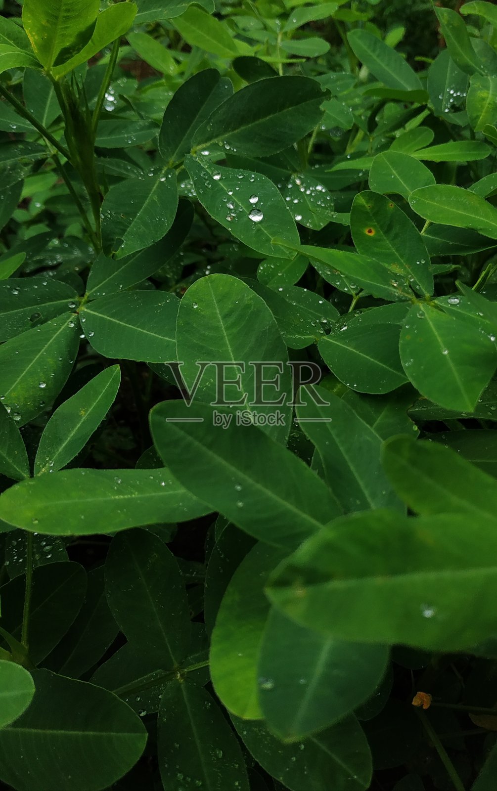 叶子照片摄影图片