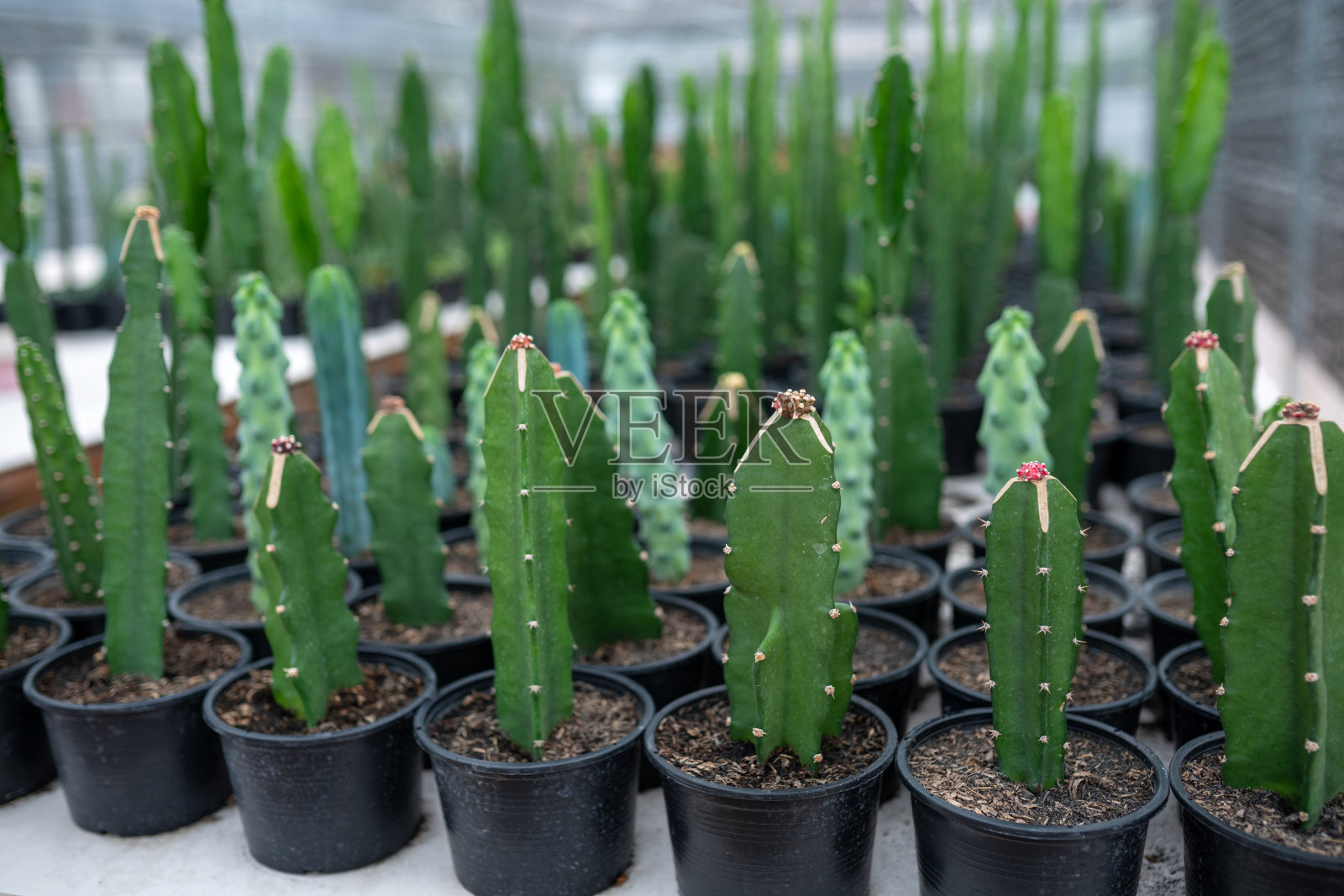 温室里的绿色仙人掌照片摄影图片