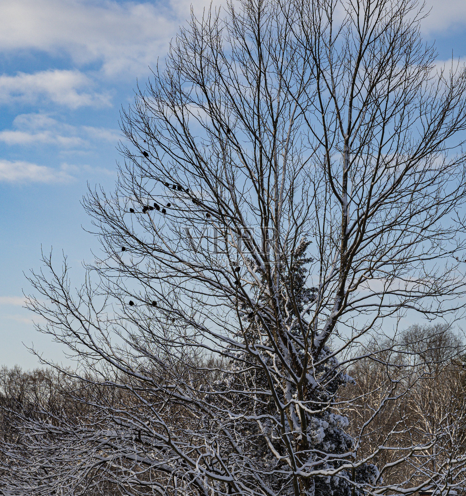 光秃秃的树上的鸟儿照片摄影图片
