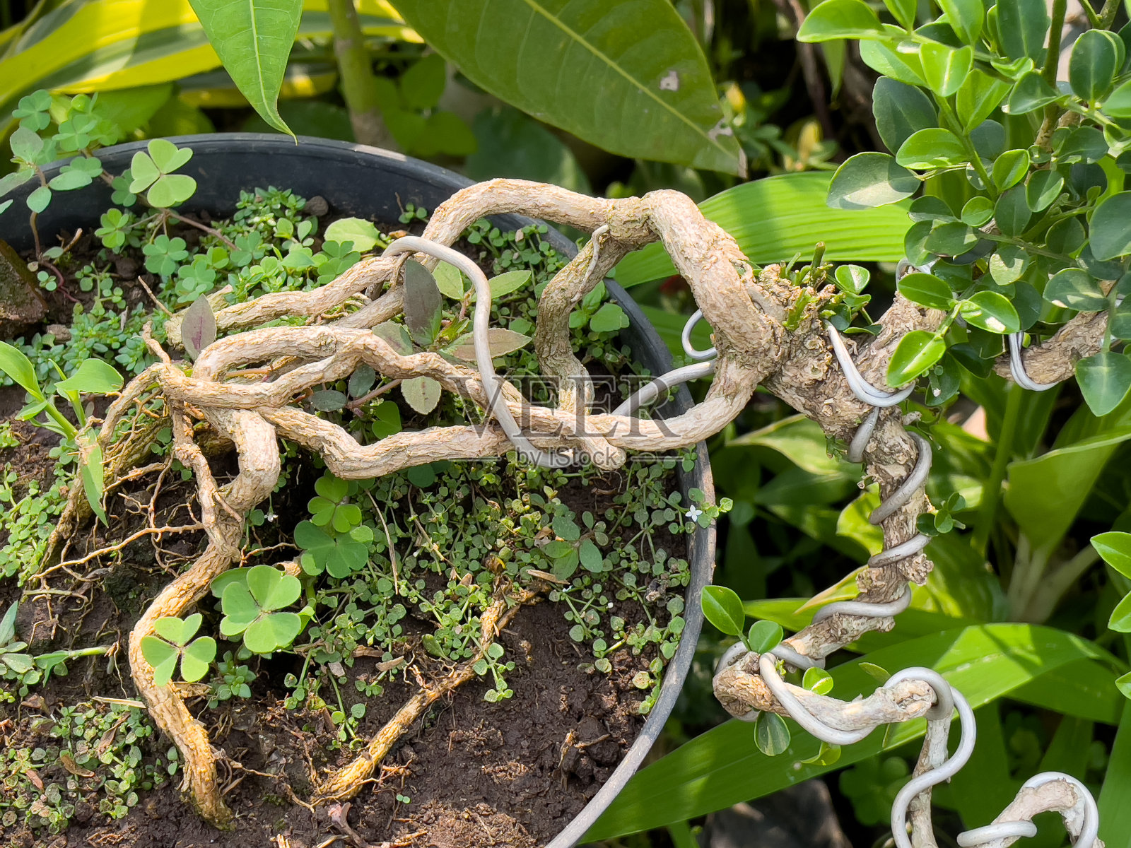 一种独特而美丽的植物照片摄影图片