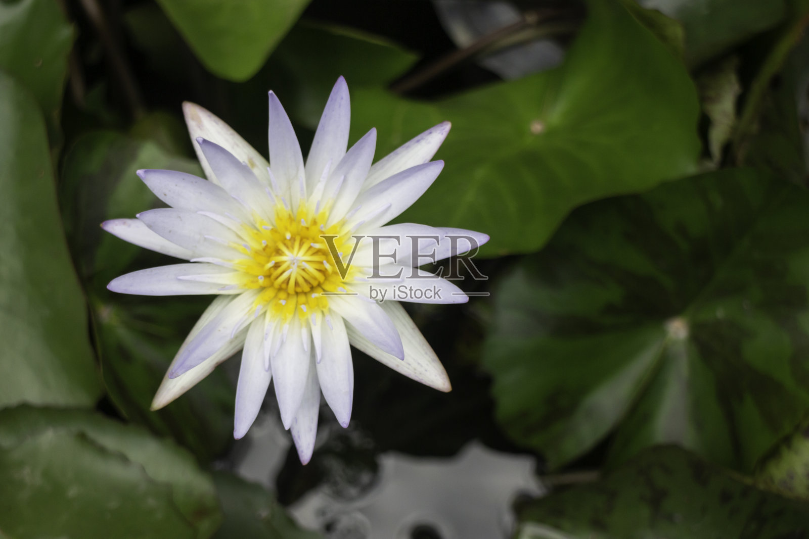 水面上睡莲的花照片摄影图片