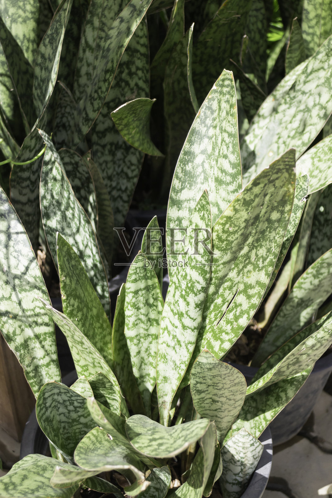 户外市场的夏季绿色植物照片摄影图片