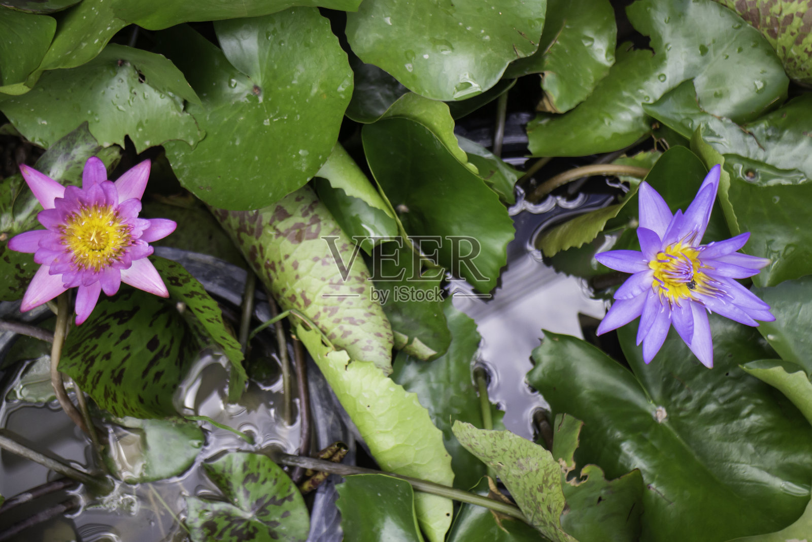 水面上睡莲的花照片摄影图片