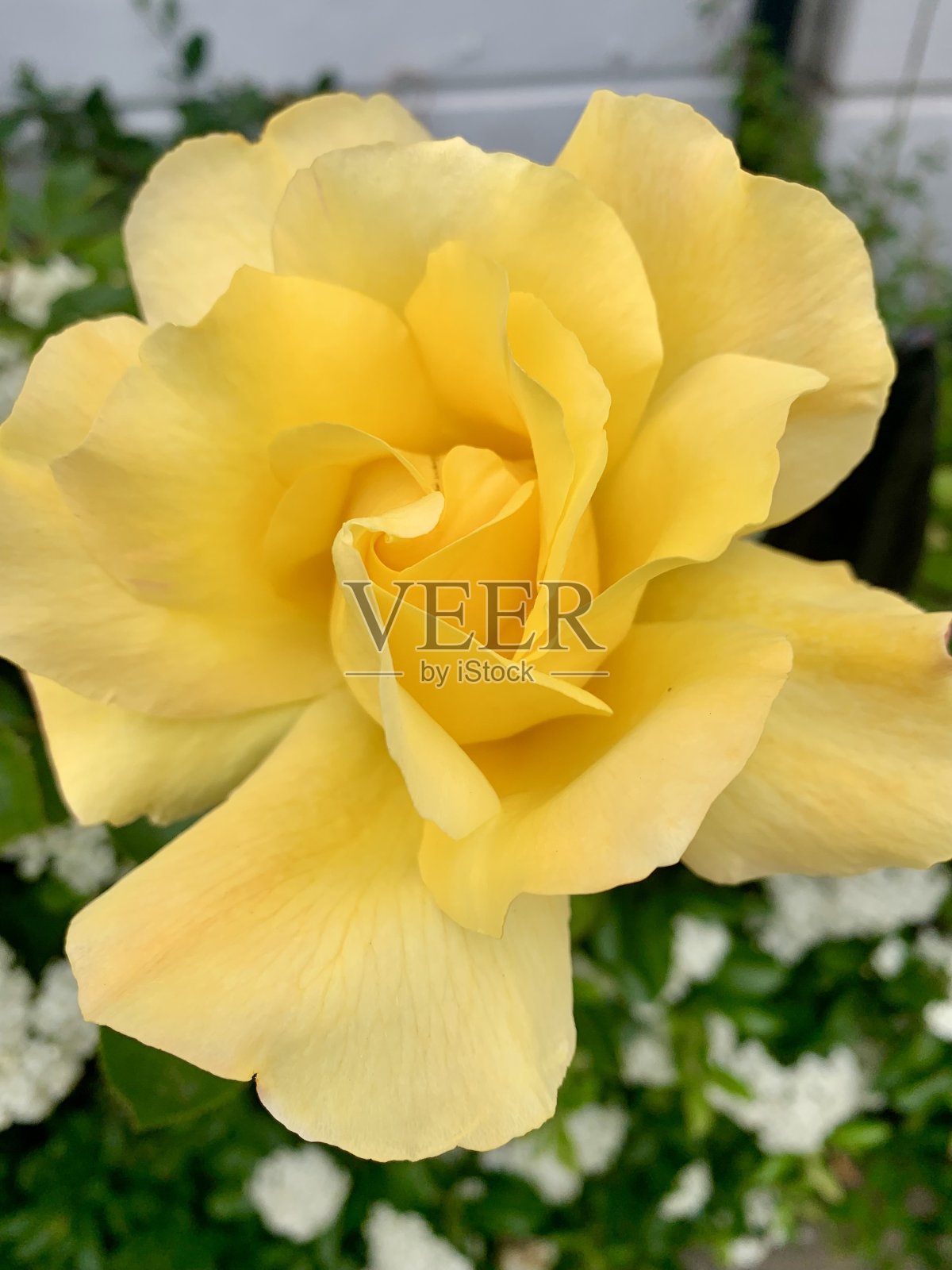 黄色的玫瑰盛开着照片摄影图片