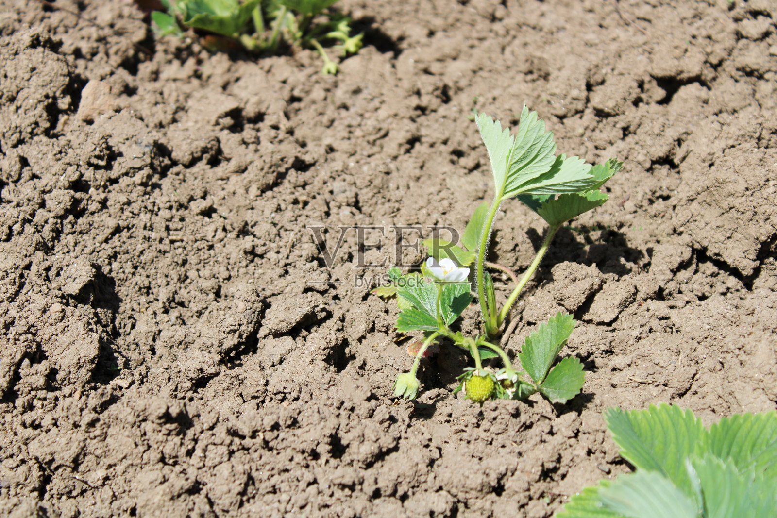 草莓照片摄影图片