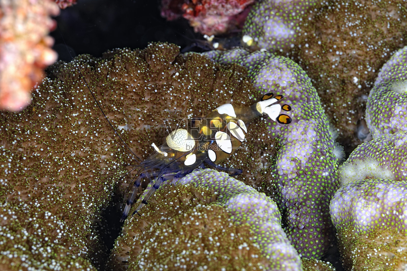 一张美丽而透明的共生虾的图片照片摄影图片