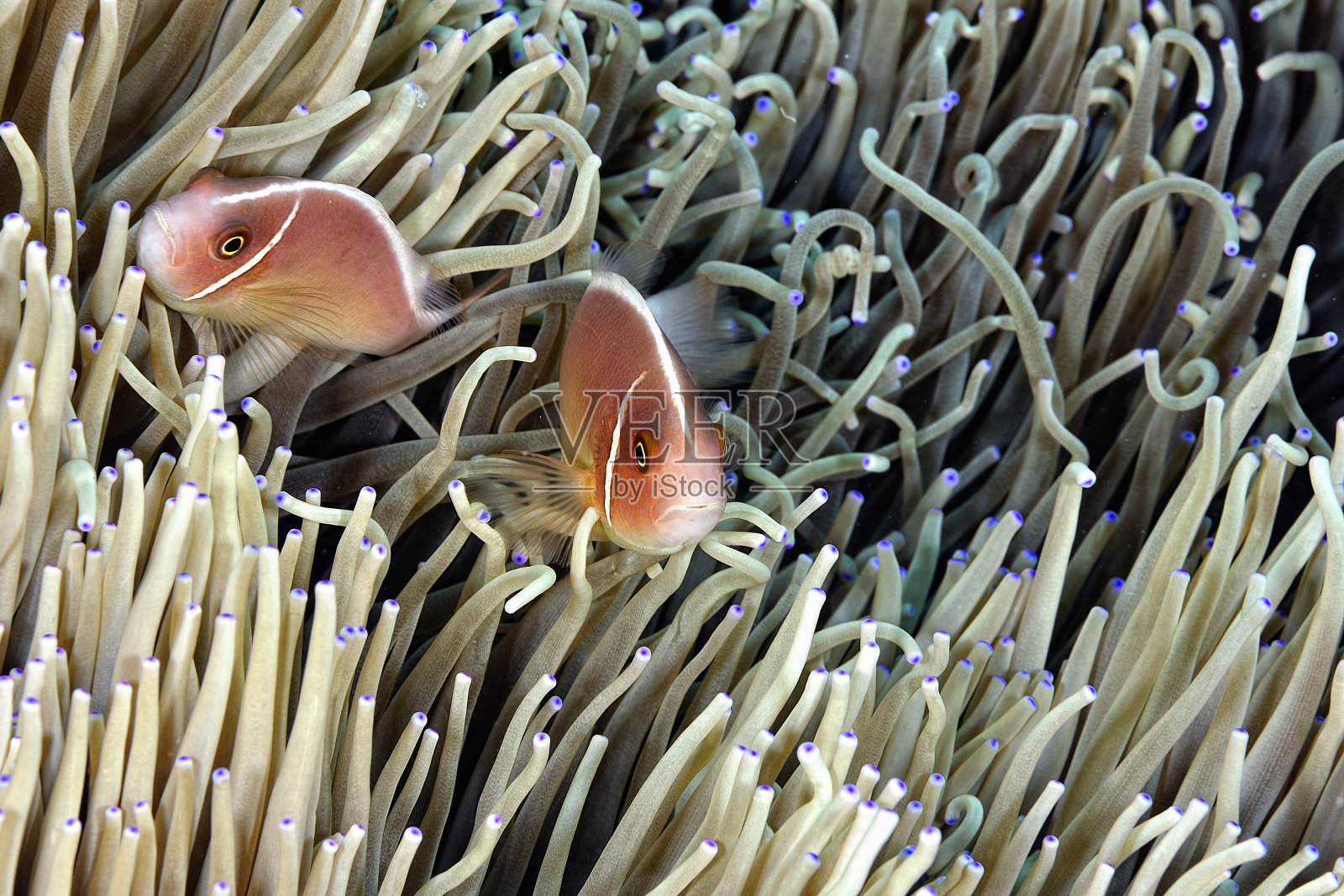 一张美丽海葵的照片，它是小丑鱼照片摄影图片