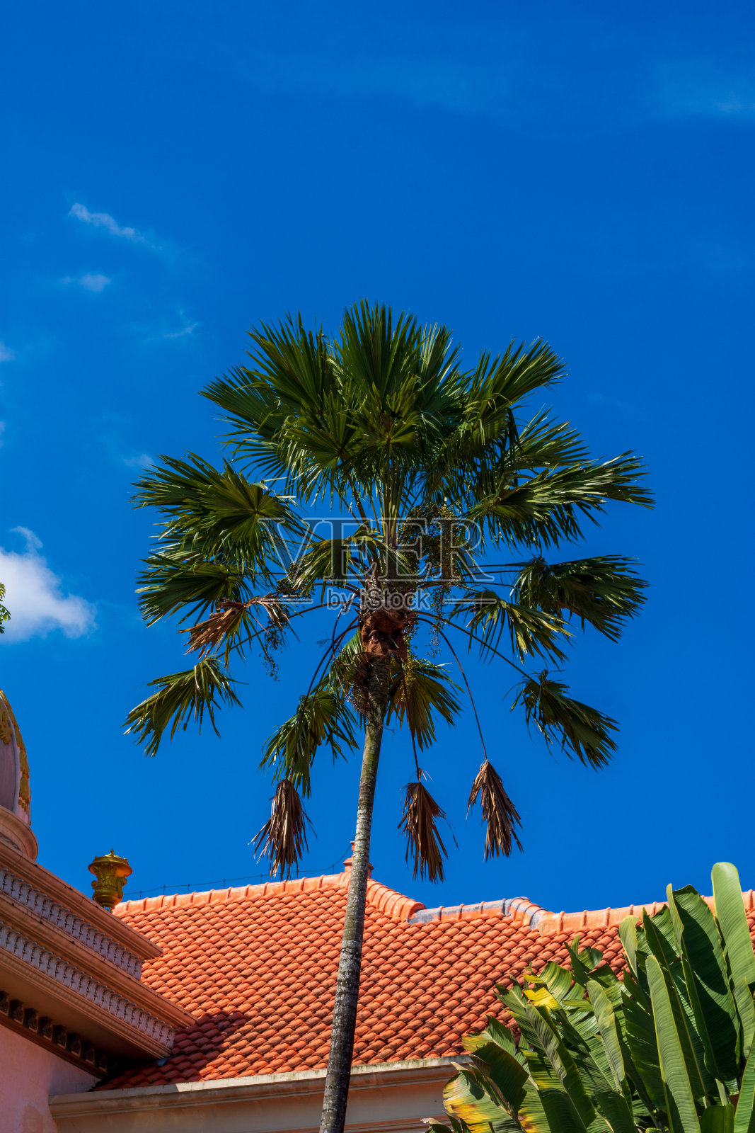 棕榈叶绿色图案，抽象的热带背景。照片摄影图片