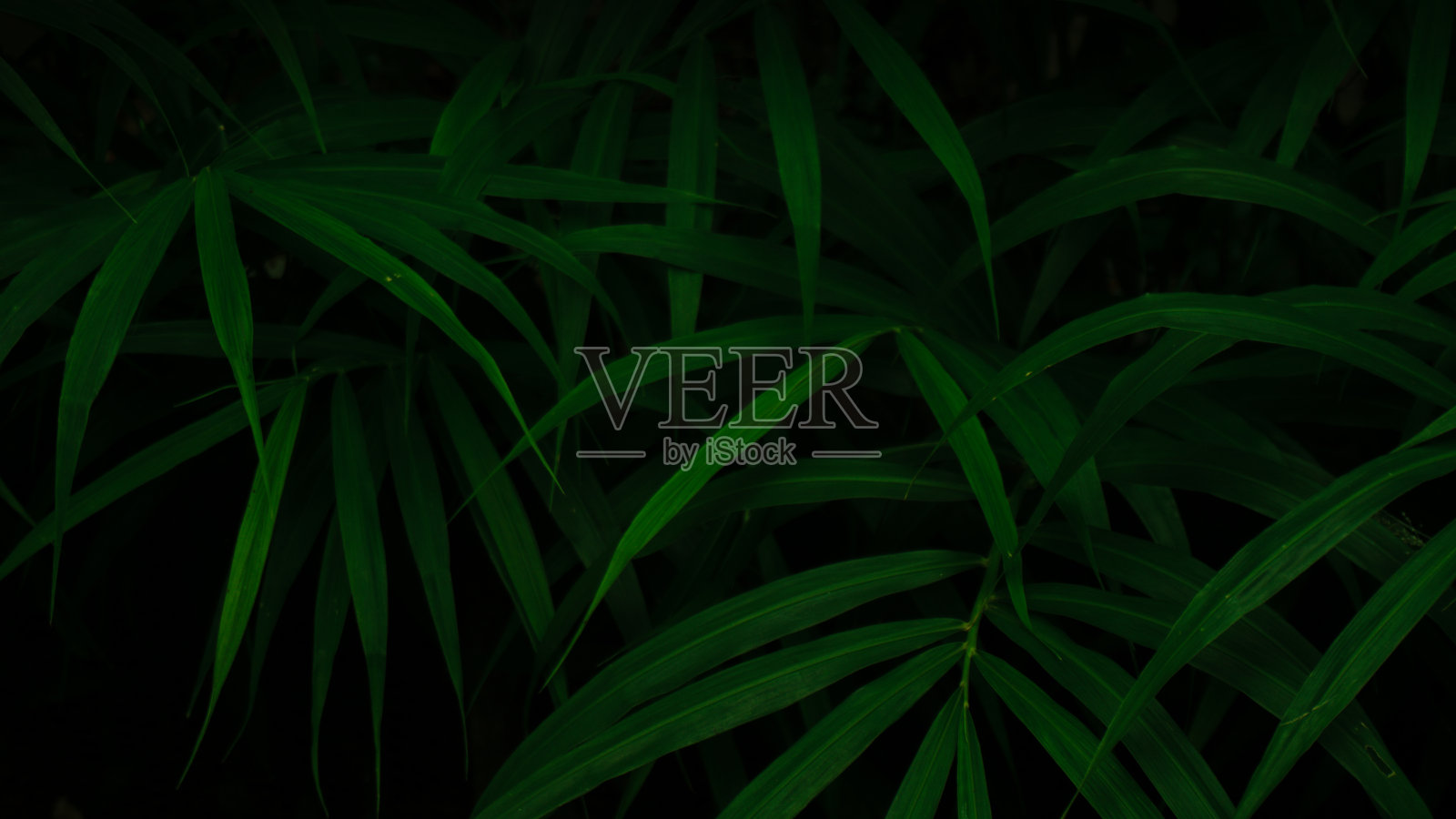 热带棕榈叶照片摄影图片