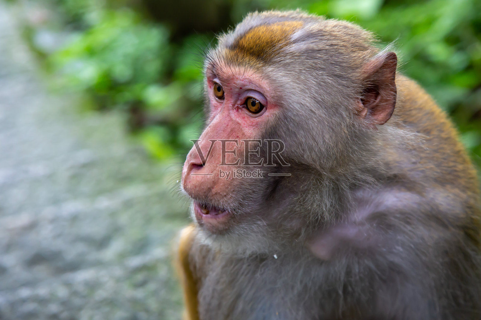 森林里的一只猴子照片摄影图片