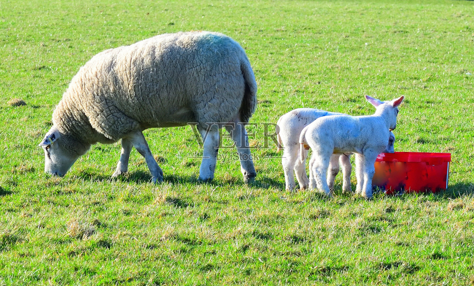 罗姆尼家族照片摄影图片