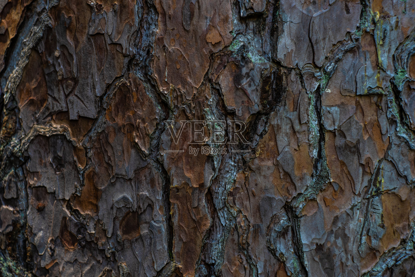 树皮的外层照片摄影图片