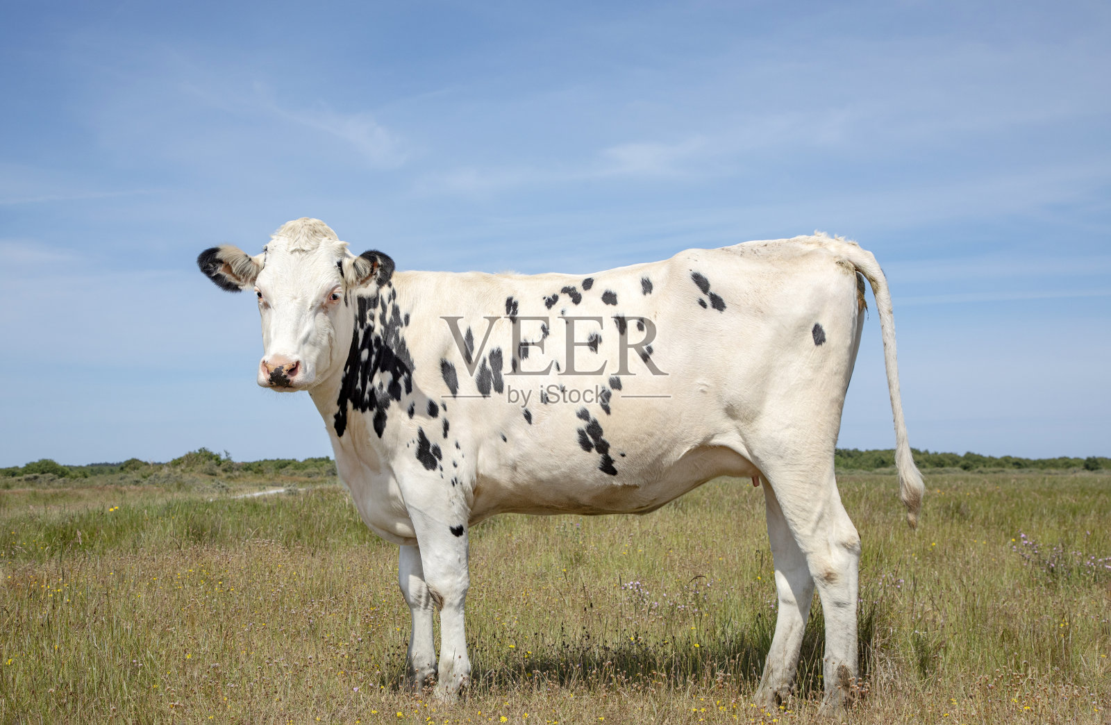 白奶牛的黑点。在Schiermonnikoog岛的盐沼中，一头年轻的牛骄傲地站着，皮毛上有斑点，草地上开满了花，天空湛蓝。照片摄影图片
