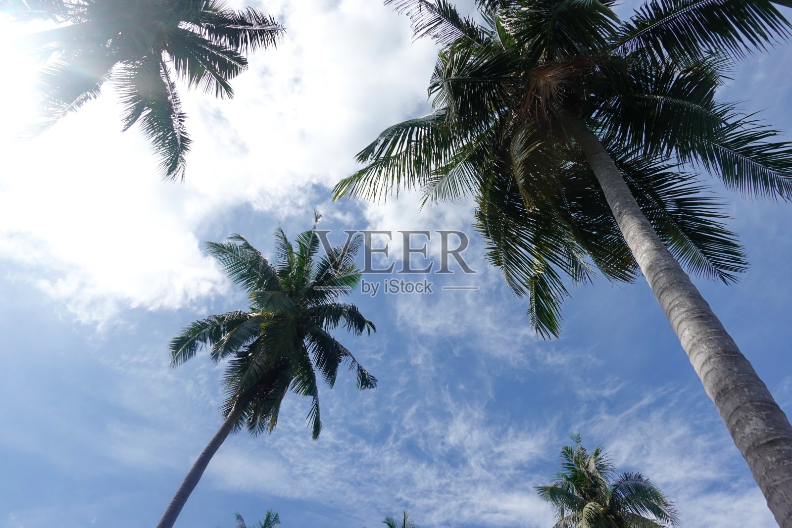 椰子树，热带风景照片摄影图片