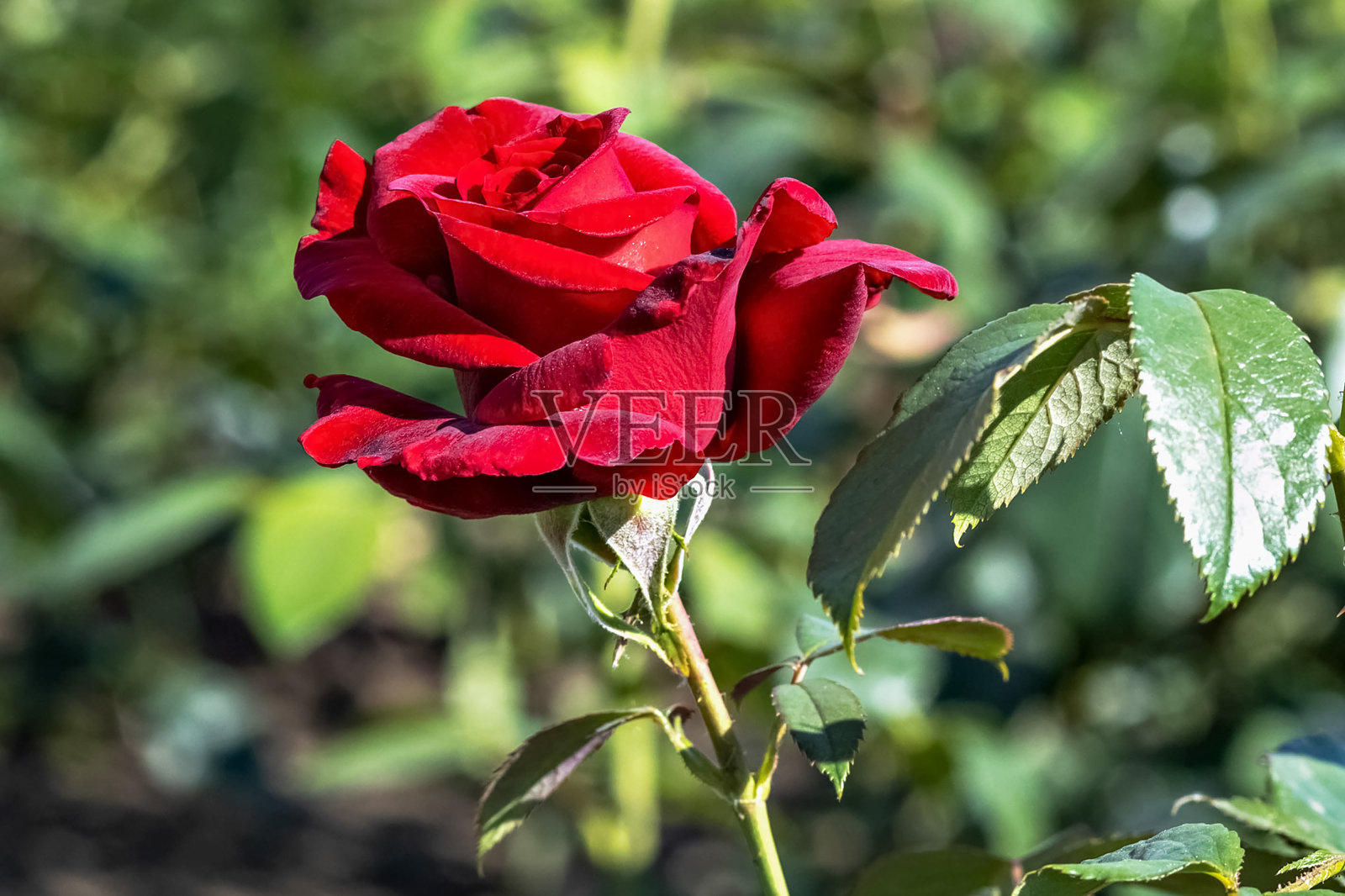 花园里的红玫瑰花特写照片摄影图片