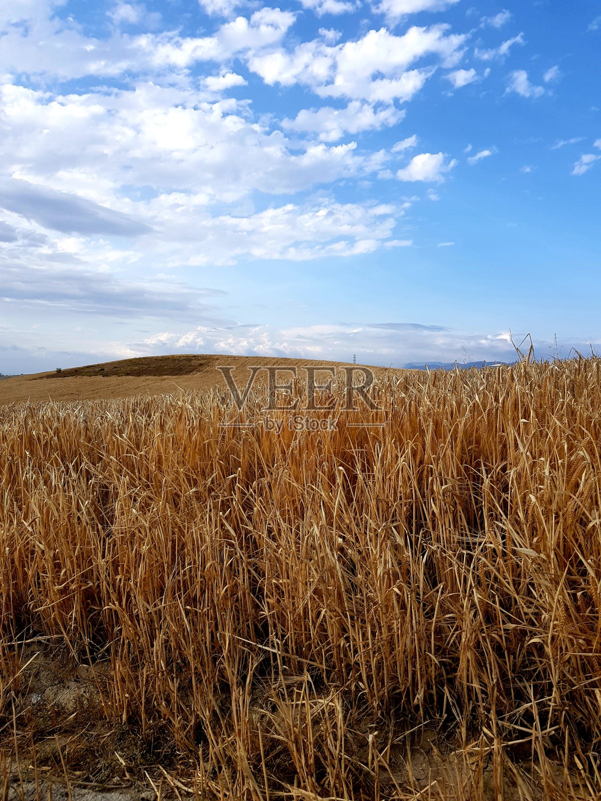 麦田景观与蓝天。麦田自然景观。照片摄影图片