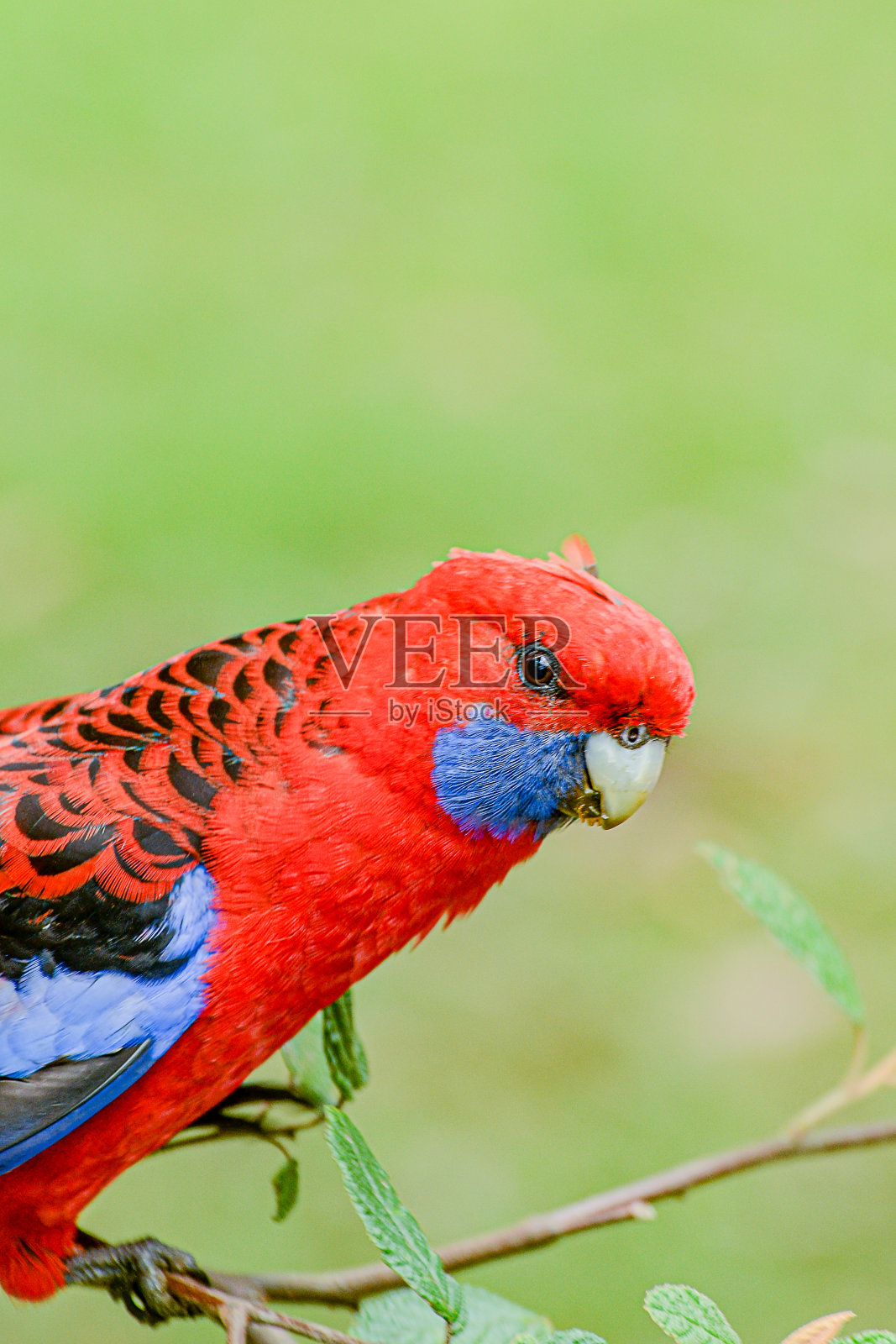 卡利斯塔丹德农山脉森林里的鹦鹉。照片摄影图片