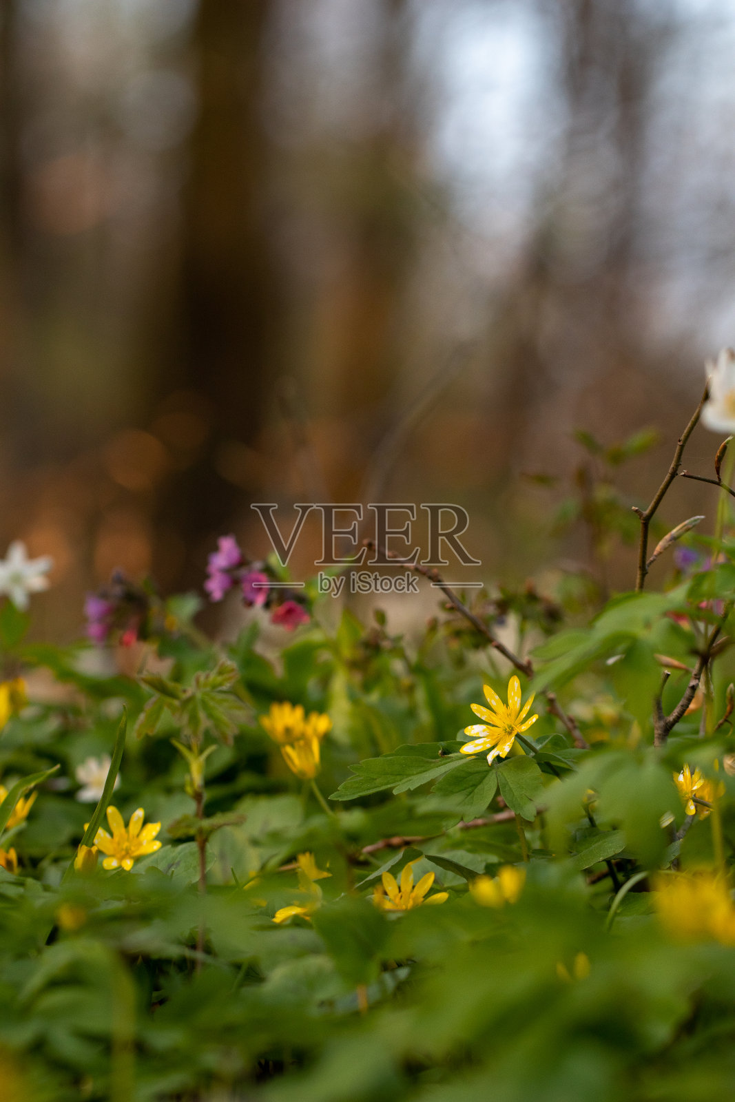 森林里的春天照片摄影图片